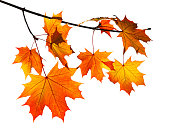 orange autumn maple leaves isolated on white