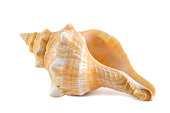 Orange Common Knobby Spindle seashell isolated on white background