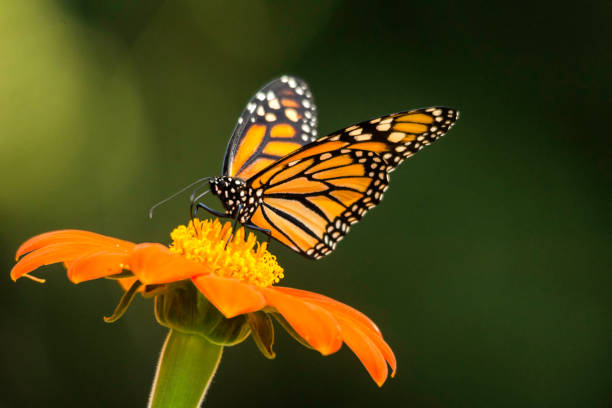 Monarch Butterflies Life Cycle