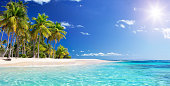 Palm tree In Beach In Tropical Island -  Caribbean - Guadalupe