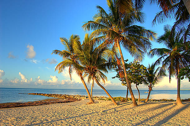 palm trees on the beach picture id85480342?k=20&m=85480342&s=612x612&w=0&h=haqA4z 7TaEcvhfX vOcRA 91d3dW ATDuMl oiAV6s=