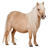 Palomino Shetland pony, Equus caballus, standing, white background.