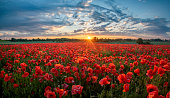 panorama of a field of red poppies against the background of the evening sky