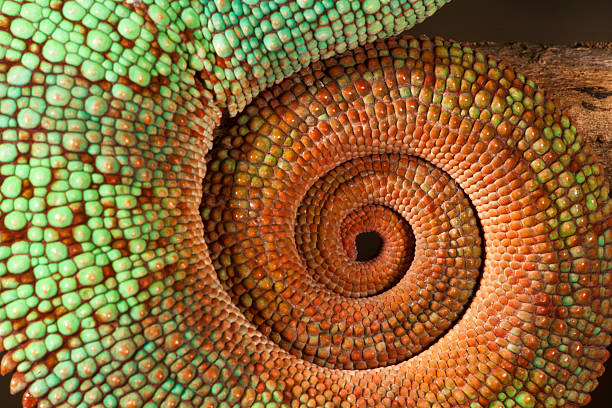 panther chameleon tail_5294_joe - camaleonte foto e immagini stock