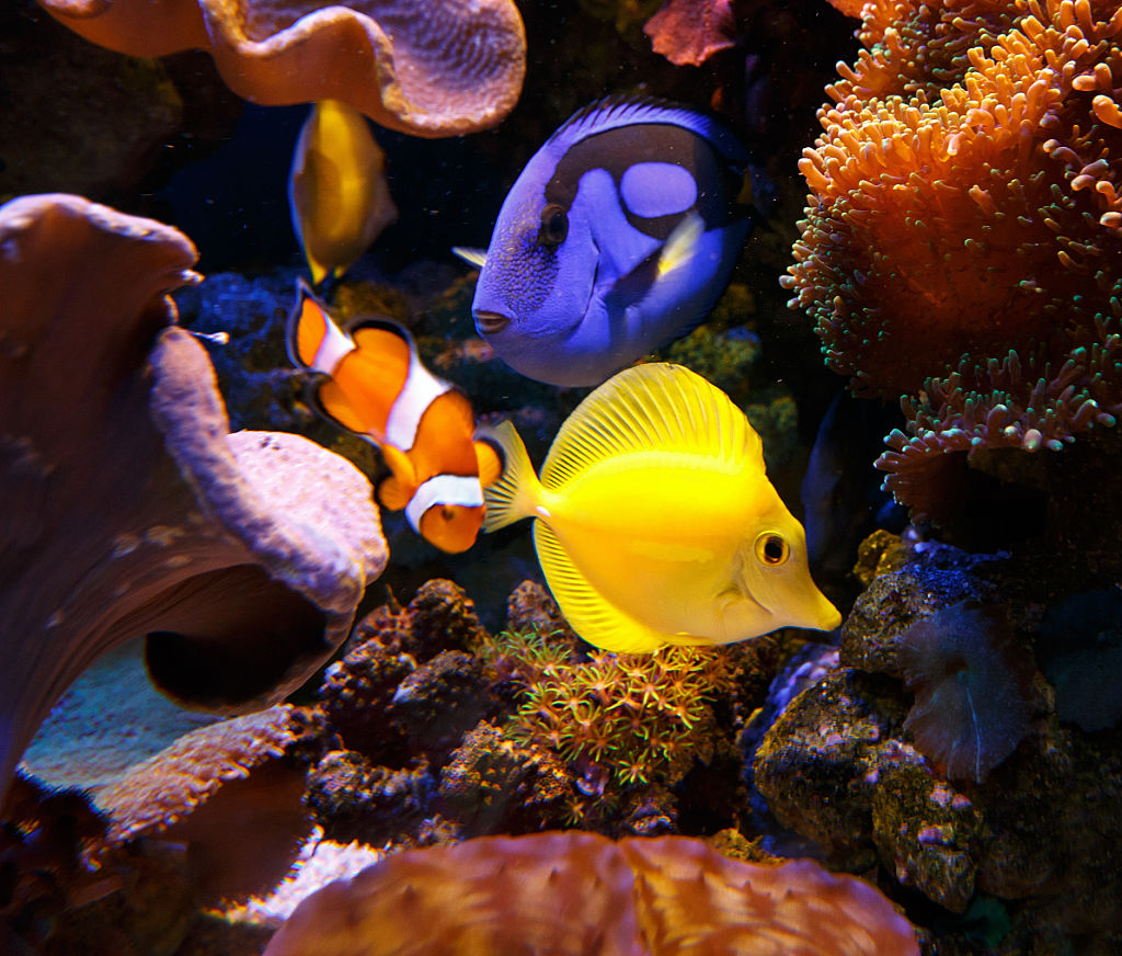 Clownfish in Coral