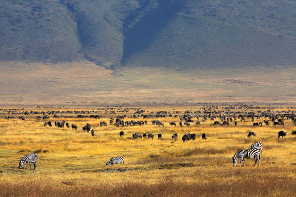 paradise of ngorongoro crater picture id1186537386?k=20&m=1186537386&s=612x612&w=0&h=Sauq4cYj SqdJwUj46yKr79xkrkr wcn0ooQvjgLGNw=