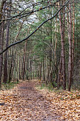 path rucphense forests netherlands this is