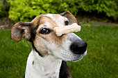 A patient dog with a dog treat balancing on his nose
