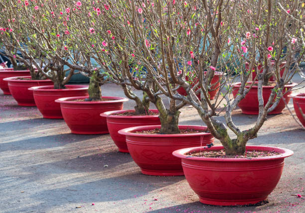 Peach blossoming selling in market