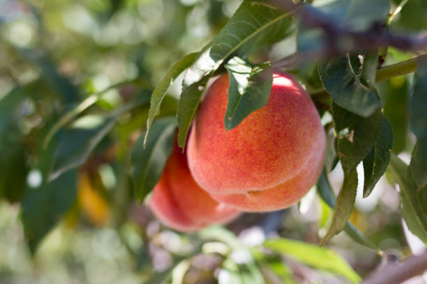 Peaches on a Tree,Close-up of apple growing on tree
