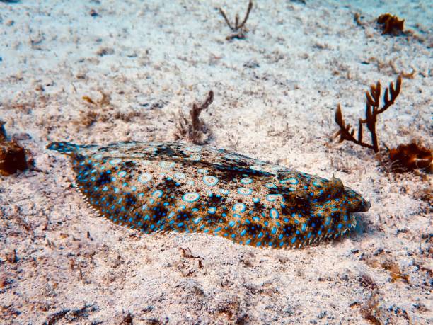 Peacock flounder (Bothus mancus), taken at Macabuca, Grand Cayman.