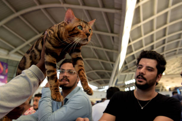 IND: Cat Show & Mega Adoption Drive Organized By MARS Petcare India At CIDCO Exhibition Center
