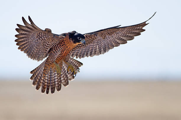 peregrine falcon - halcon fotografías e imágenes de stock