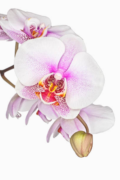 Phalaenopsis &#039;Lakmé&#039;, Orchid