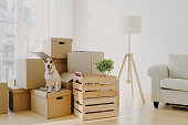 Photo of pedigree cute dog poses on pile of cardboard boxes with owner belongings, relocate in new flat, empty room with white walls, lamp and sofa, big window. Animals and Moving Day concept