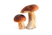 Photo of two porcini mushrooms not yet harvested