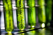 Photobioreactor in lab algae fuel biofuel industry, Algae fuel, Algae research in industrial laboratories
