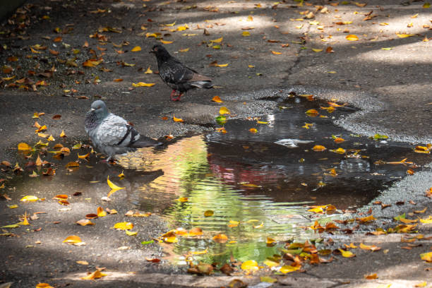 Pigeon, Species of Birds in the family Columbidae (order Columbiformes) Standing on Asphalt at Day