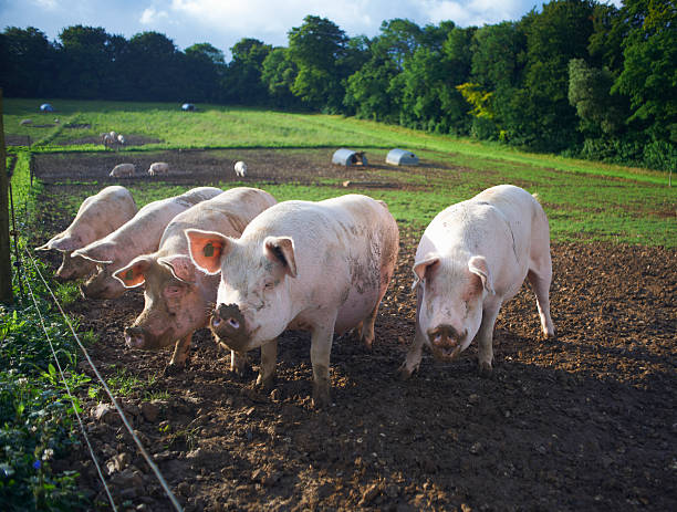 pigs rooting in dirt field - pig in mud stock pictures, royalty-free photos & images