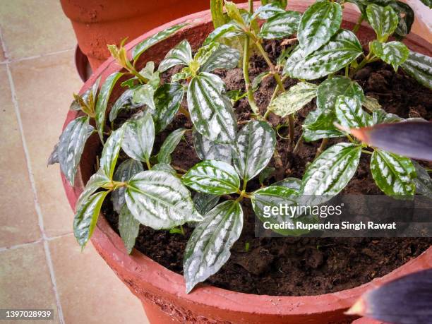 pilea cadierei plant growing earthen pot