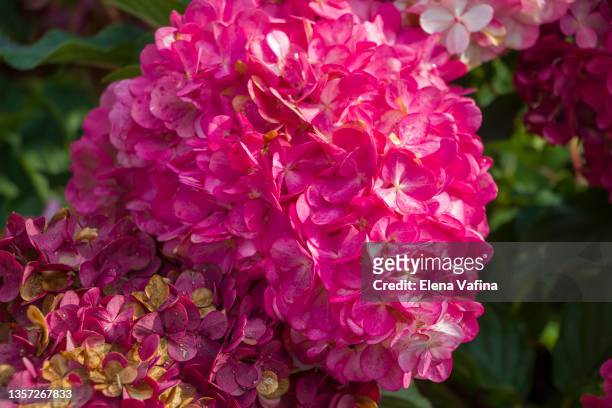 pink flowers hydrangea floral natural background