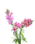 Pink snapdragon flowers isolated on white