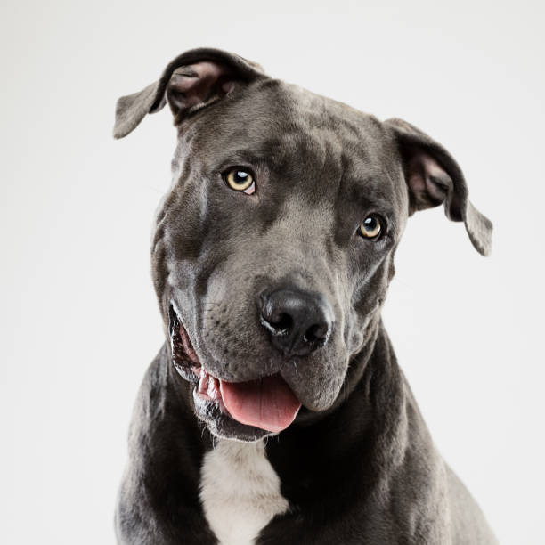 pit bull dog listening studio portrait - beautiful dog stock pictures, royalty-free photos & images