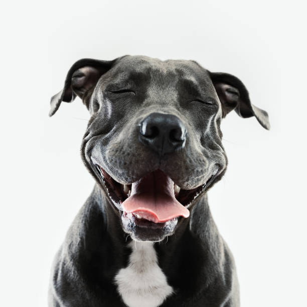 pitbull dog portrait with human expression - beautiful dog stock pictures, royalty-free photos & images
