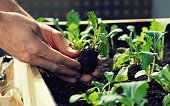 planting vegetable seedlings such as kohlrabi and radishes in a raised bed on a balcony