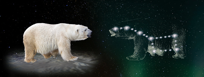 polar bear and ursa major constellation, collage with real animal on an iceberg looking at the stars ursa major. 1138077167