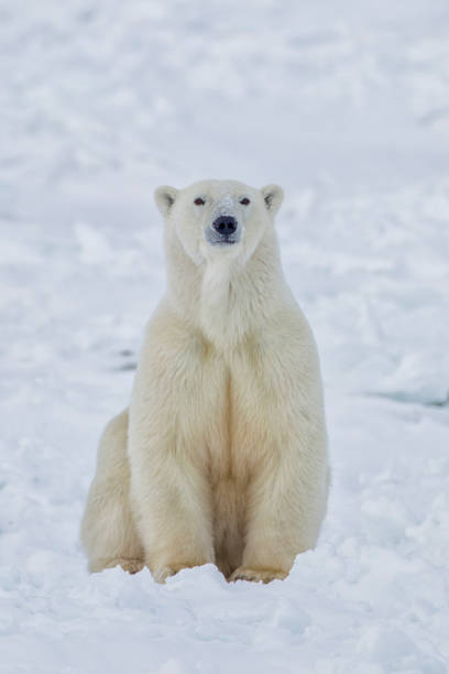 polar bear in snow - polar bear stock pictures, royalty-free photos & images