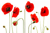 Poppies diverted on white background