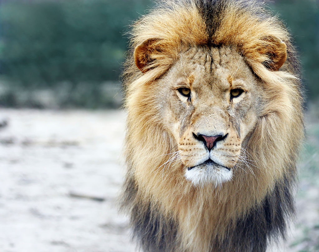 Moody Lion Portrait