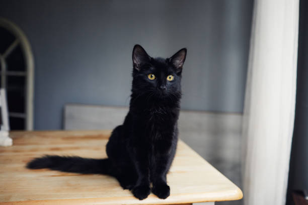 portrait of a black cat - black cat stock pictures, royalty-free photos & images