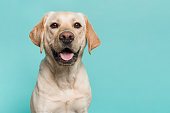 Portrait of a blond labrador retriever dog looking at the camera with mouth open seen from the front on a blue turquoise background
