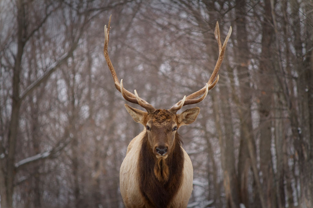 Portrait of a Deer in Winter-Canada