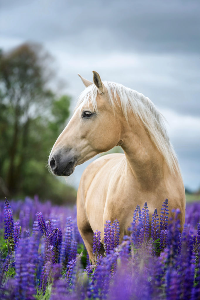 Portrait of a Purebred Horse
