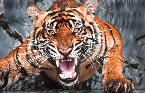 Bild tiger - Die besten Bild tiger analysiert