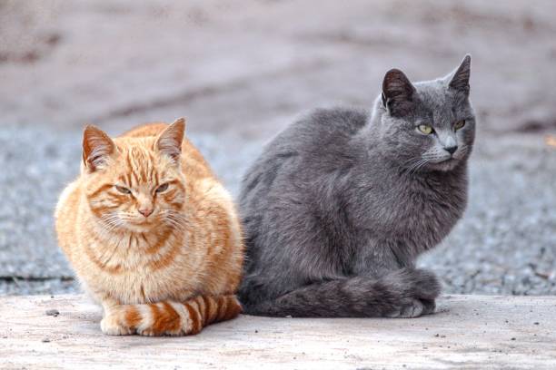 portrait of cats sitting outdoors,putaendo,valparaiso region,chile - valparaiso chile foto e immagini stock