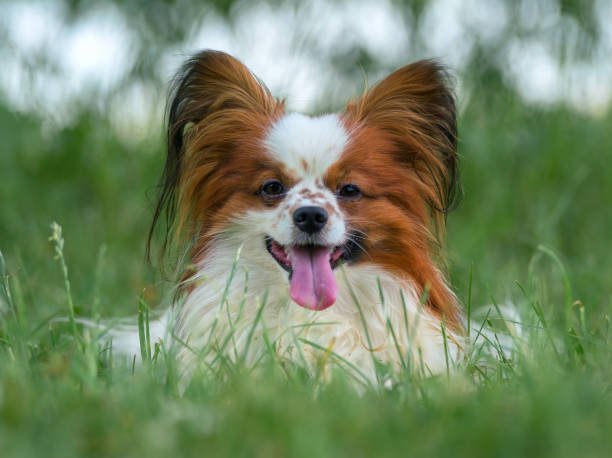 portrait of dog on field - papillon stock pictures, royalty-free photos & images