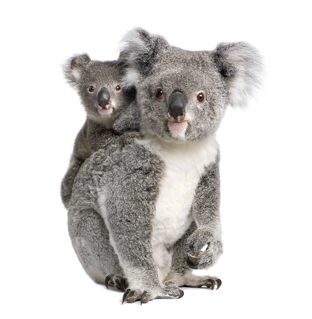 Two Koala Portrait