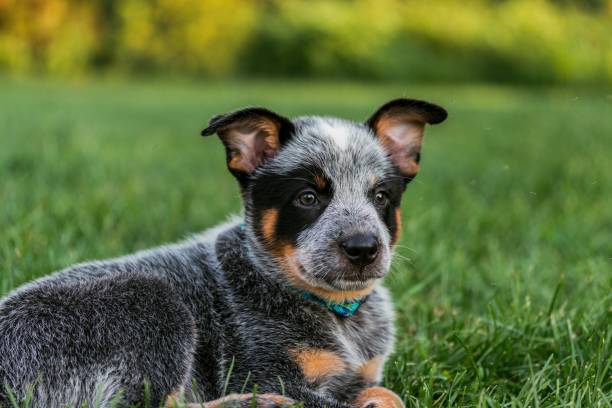 portrait of puppy sitting on grass - australian cattle dogs stock pictures, royalty-free photos & images