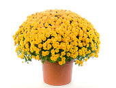 Potted Yellow Chrysanthemum - Mums