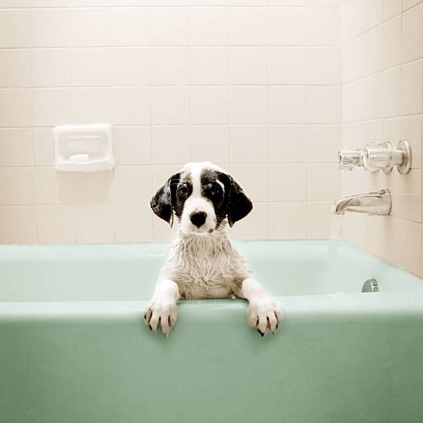 puppy in bathtub - beautiful dog stock pictures, royalty-free photos & images