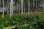 Purple wildflowers in the forest Sibbald Lake Provincial Recreation Area, Alberta, Canada