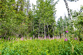 Purple wildflowers in the forest Sibbald Lake Provincial Recreation Area, Alberta, Canada