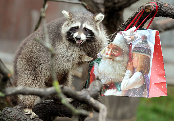 Image result for christmas raccoon