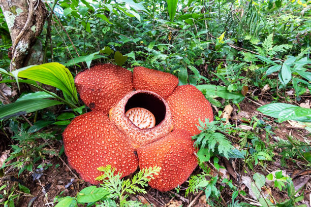 rafflesia keithii - rafflesia arnoldii stock pictures, royalty-free photos & images