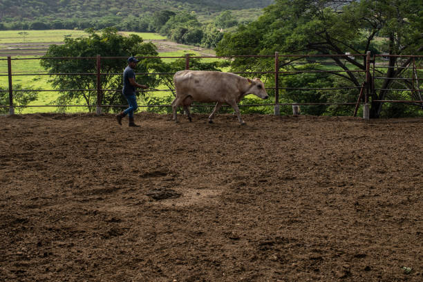 VEN: A Dairy Cattle Farm As Venezuela's Output Rises