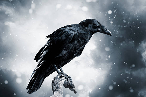 raven - raven stock pictures, royalty-free photos & images